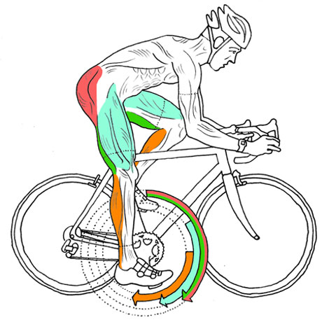 Cycling Technique and Muscles - Tom Astley Physiotherapy